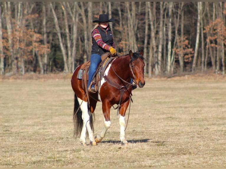 Paint Horse Castrone 9 Anni in Cook Forest, PA