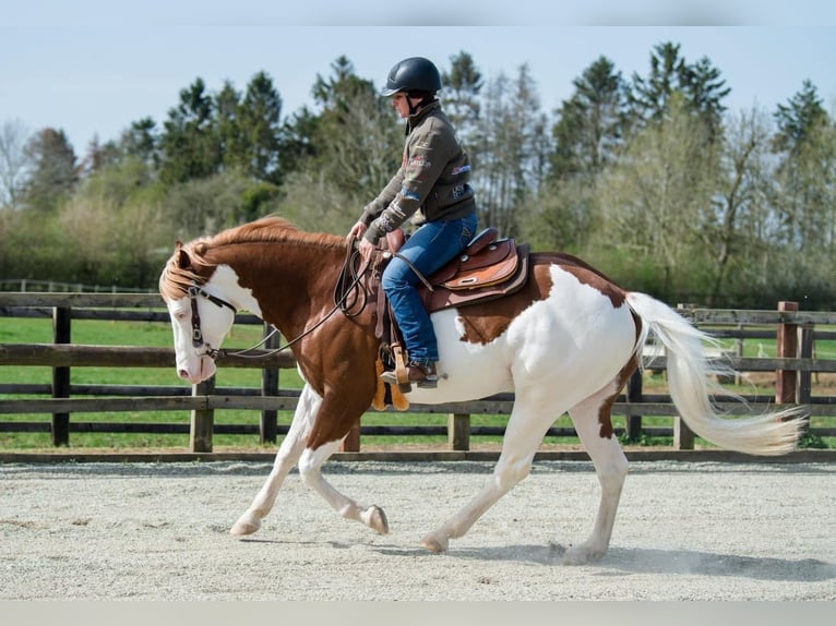 Paint Horse Étalon 10 Ans 163 cm Overo-toutes couleurs in Wilby