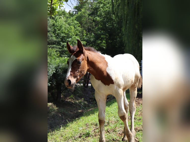 Paint Horse Croisé Étalon 1 Année 140 cm Pinto in Loipersbach im Burgenland