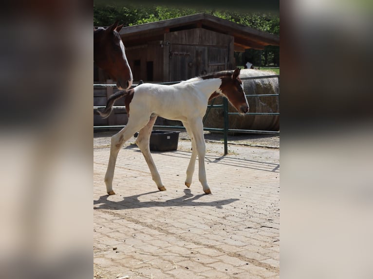 Paint Horse Croisé Étalon 1 Année 140 cm Pinto in Loipersbach im Burgenland