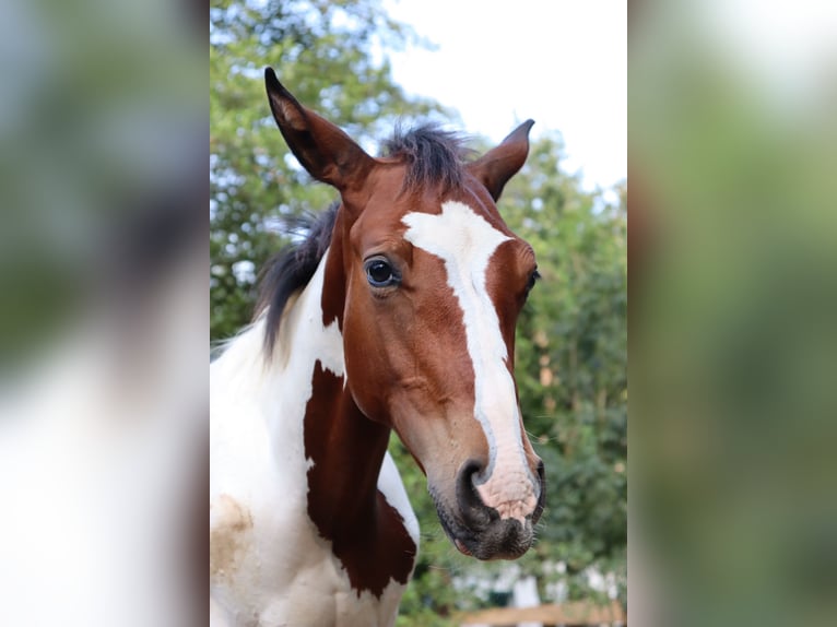 Paint Horse Croisé Étalon 1 Année 140 cm Pinto in Loipersbach im Burgenland