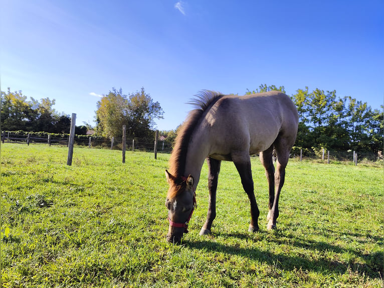 Paint Horse Étalon 1 Année 145 cm Grullo in Perkáta