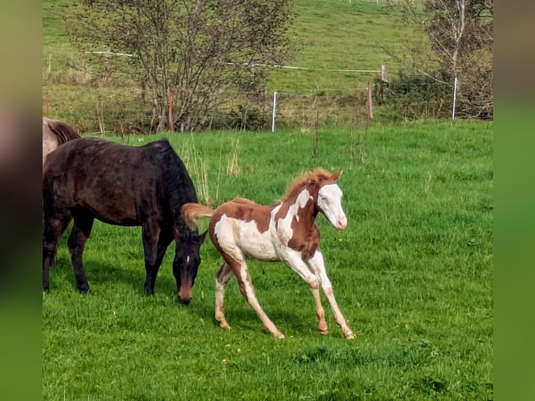 Paint Horse Étalon 1 Année 145 cm Tobiano-toutes couleurs in Dunningen