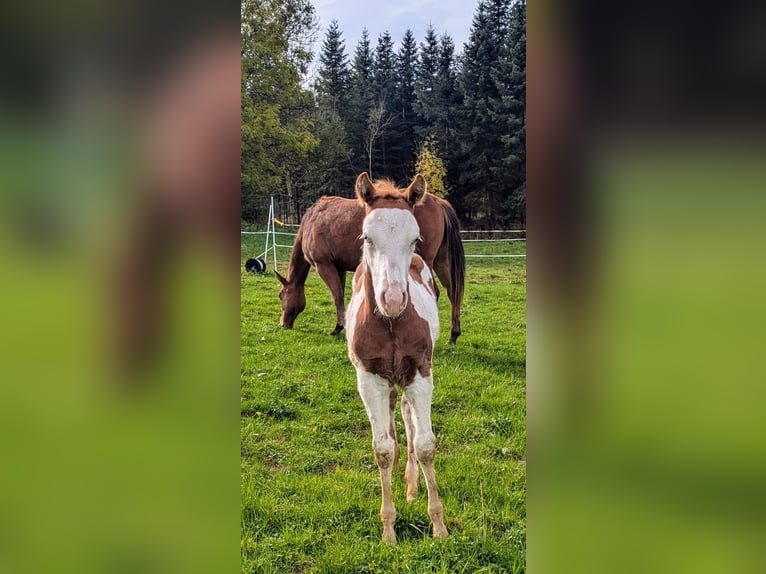 Paint Horse Étalon 1 Année 145 cm Tobiano-toutes couleurs in Dunningen