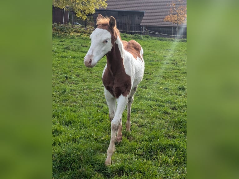 Paint Horse Étalon 1 Année 145 cm Tobiano-toutes couleurs in Dunningen