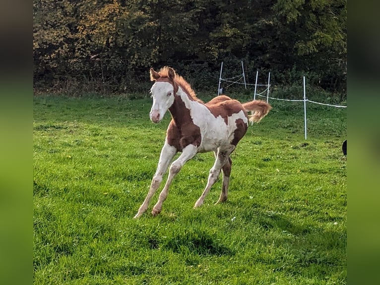 Paint Horse Étalon 1 Année 145 cm Tobiano-toutes couleurs in Dunningen