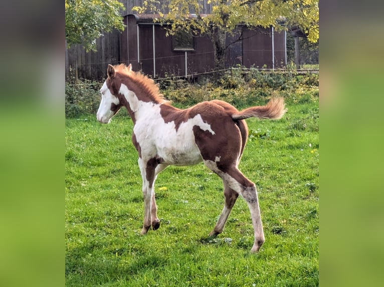 Paint Horse Étalon 1 Année 145 cm Tobiano-toutes couleurs in Dunningen