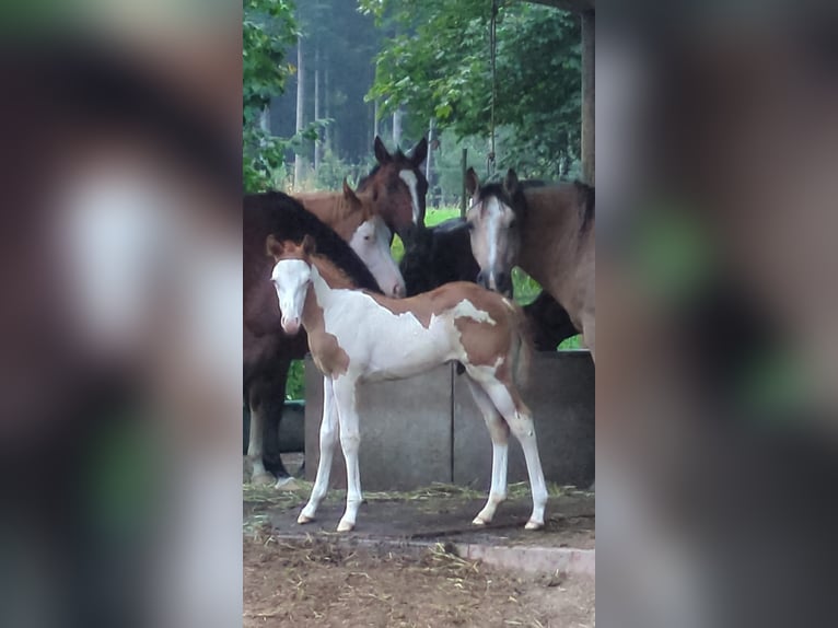 Paint Horse Étalon 1 Année 145 cm Tobiano-toutes couleurs in Dunningen