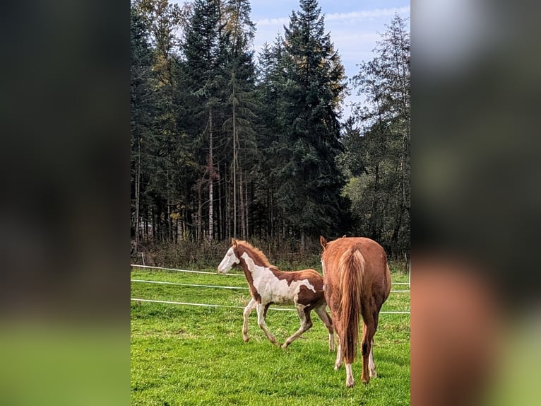 Paint Horse Étalon 1 Année 145 cm Tobiano-toutes couleurs in Dunningen