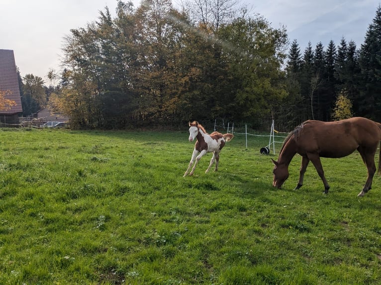 Paint Horse Étalon 1 Année 145 cm Tobiano-toutes couleurs in Dunningen