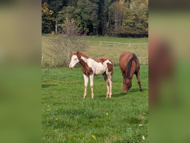 Paint Horse Étalon 1 Année 145 cm Tobiano-toutes couleurs in Dunningen