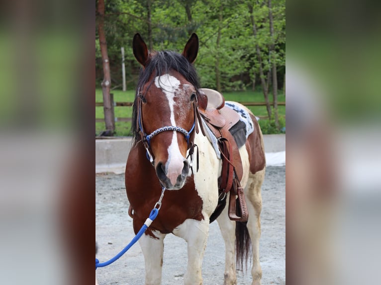 Paint Horse Croisé Étalon 1 Année 147 cm Pinto in Schönau an der Triesting