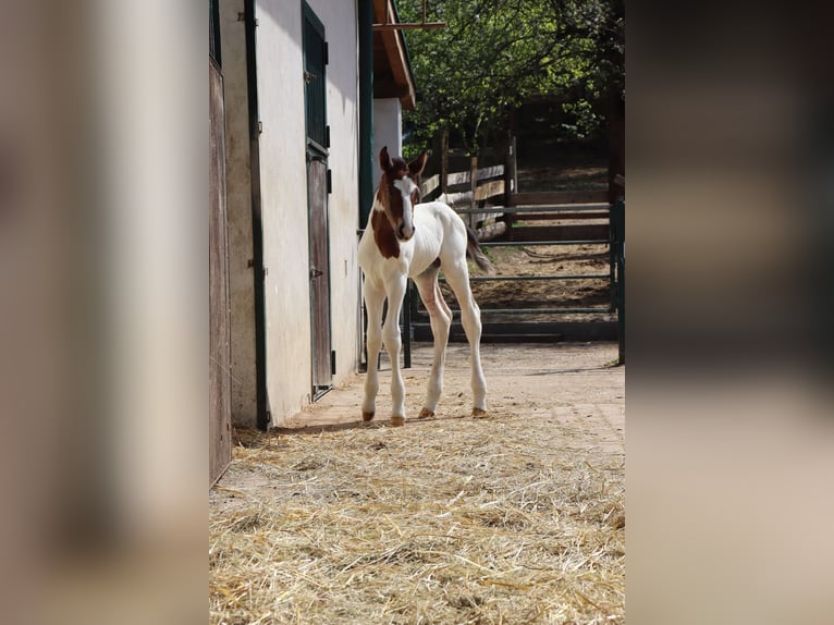 Paint Horse Croisé Étalon 1 Année 147 cm Pinto in Schönau an der Triesting