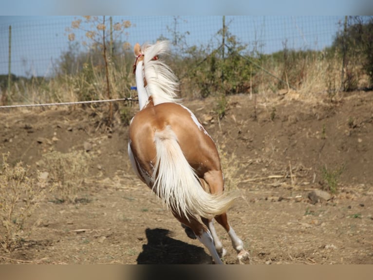 Paint Horse Étalon 1 Année 147 cm Tobiano-toutes couleurs in Maletto