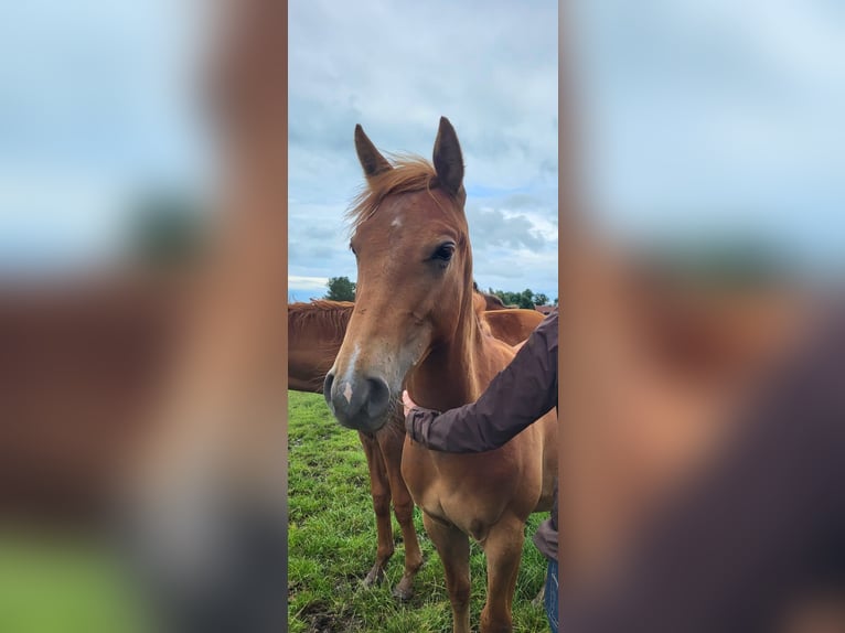 Paint Horse Croisé Étalon 1 Année 150 cm Alezan in Aurich