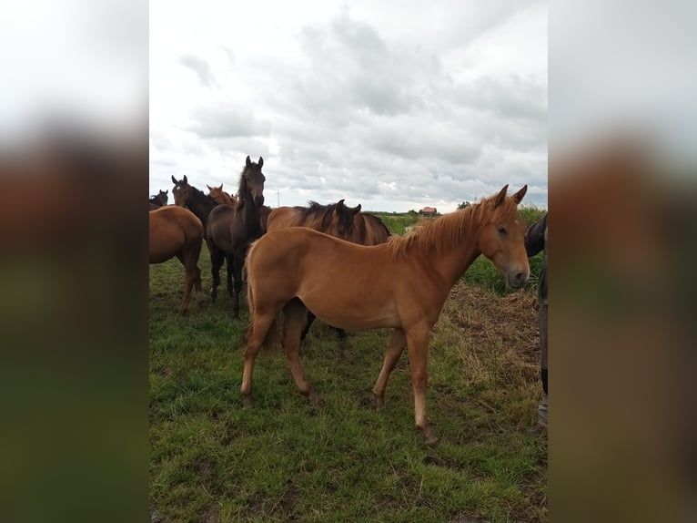 Paint Horse Croisé Étalon 1 Année 150 cm Alezan in Aurich