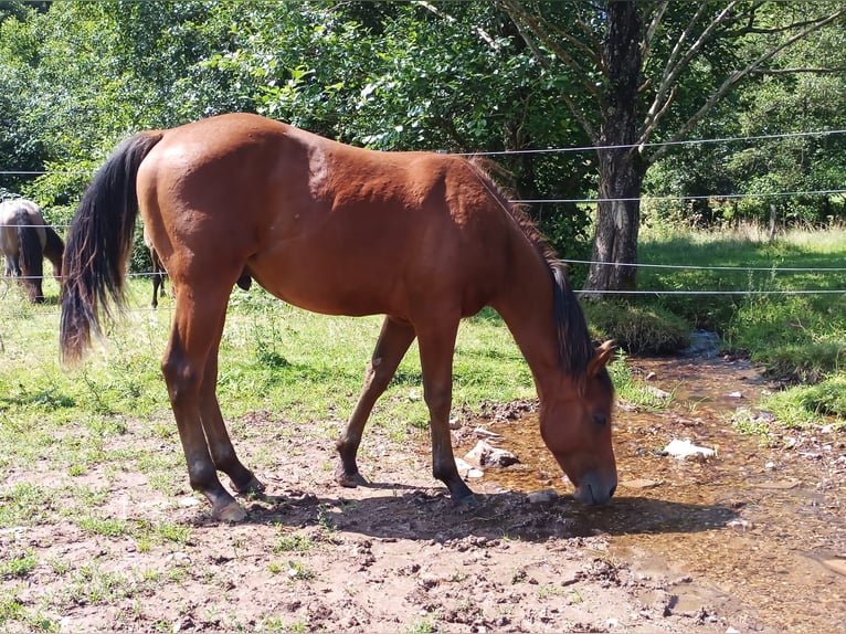 Paint Horse Étalon 1 Année 150 cm Bai in Losheim am See