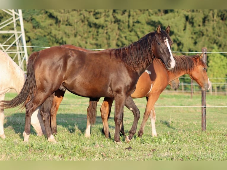 Paint Horse Étalon 1 Année 150 cm Noir in Hellenthal