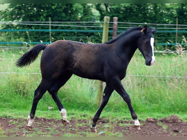 Paint Horse Étalon 1 Année 150 cm Noir in Hellenthal