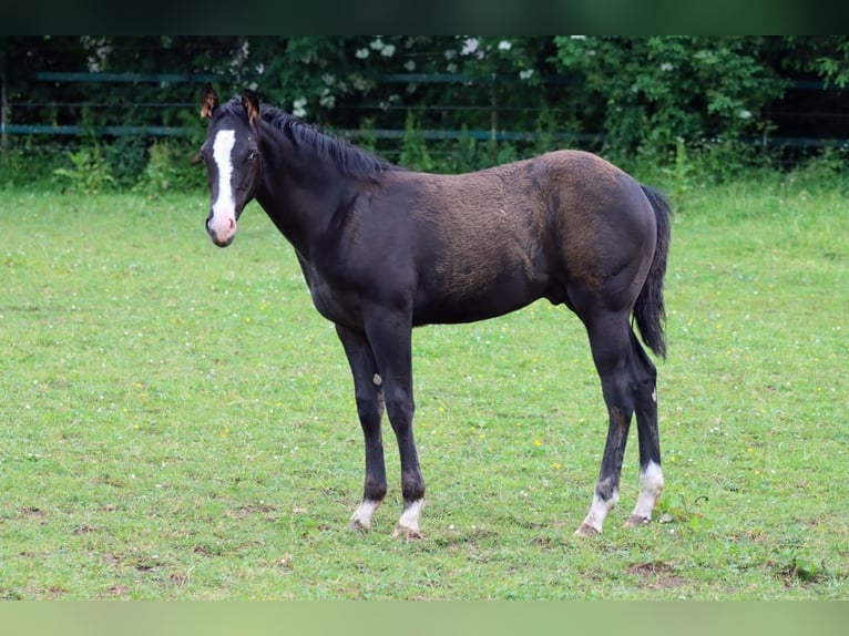 Paint Horse Étalon 1 Année 150 cm Noir in Hellenthal