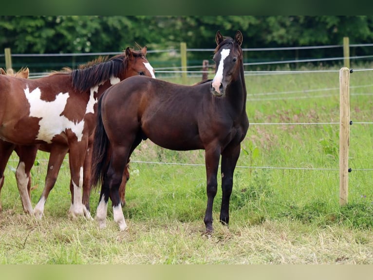 Paint Horse Étalon 1 Année 150 cm Noir in Hellenthal