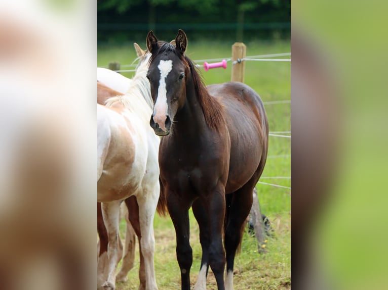 Paint Horse Étalon 1 Année 150 cm Noir in Hellenthal