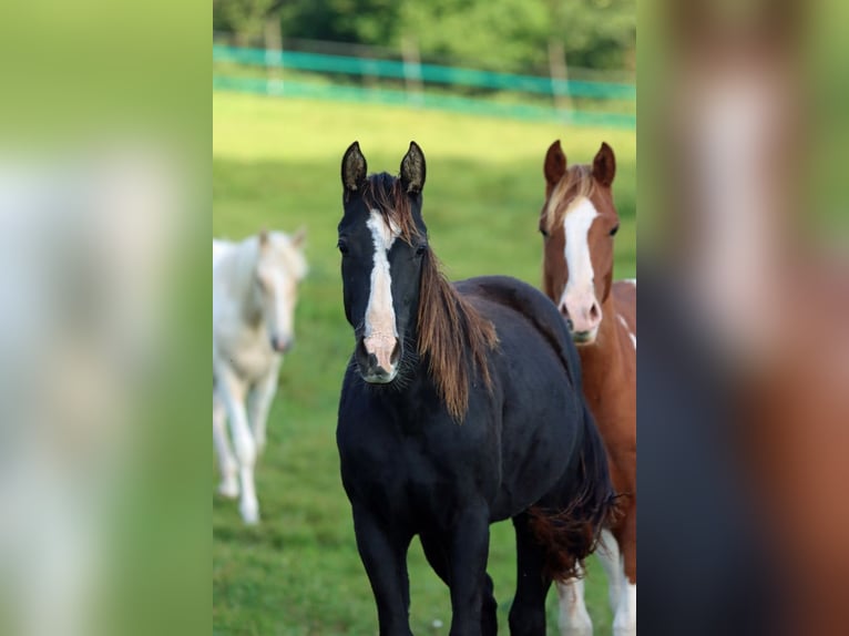 Paint Horse Étalon 1 Année 150 cm Noir in Hellenthal