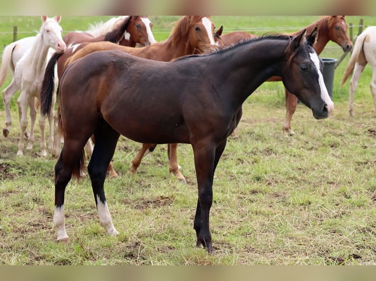 Paint Horse Étalon 1 Année 150 cm Noir in Hellenthal