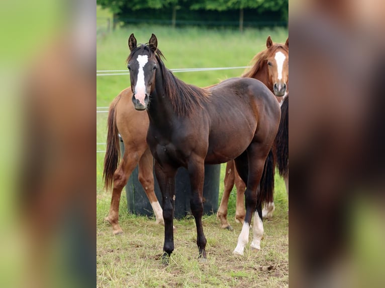 Paint Horse Étalon 1 Année 150 cm Noir in Hellenthal