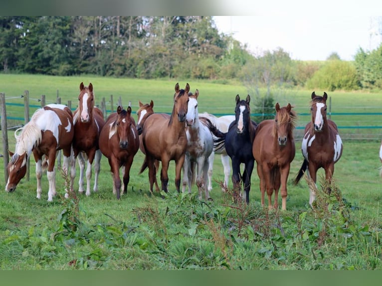 Paint Horse Étalon 1 Année 150 cm Noir in Hellenthal