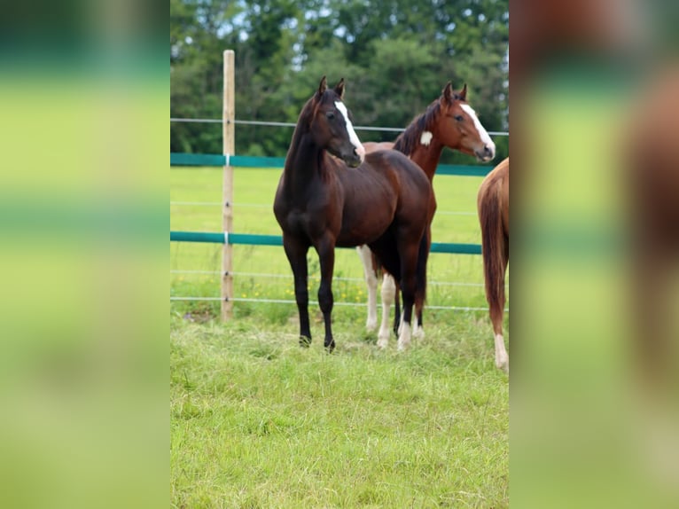 Paint Horse Étalon 1 Année 150 cm Noir in Hellenthal