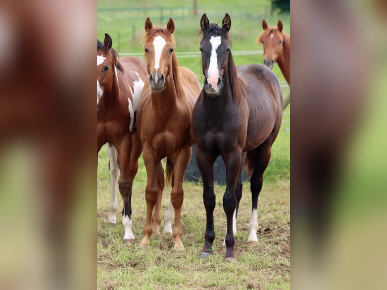 Paint Horse Étalon 1 Année 150 cm Noir in Hellenthal