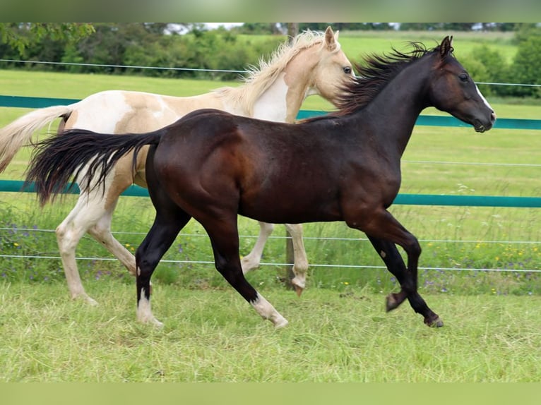 Paint Horse Étalon 1 Année 150 cm Noir in Hellenthal