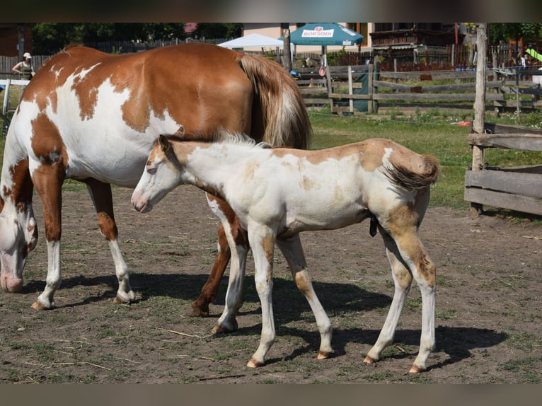 Paint Horse Étalon 1 Année 150 cm Overo-toutes couleurs in Dorog