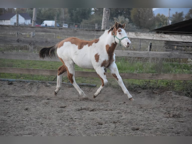 Paint Horse Étalon 1 Année 150 cm Overo-toutes couleurs in Dorog