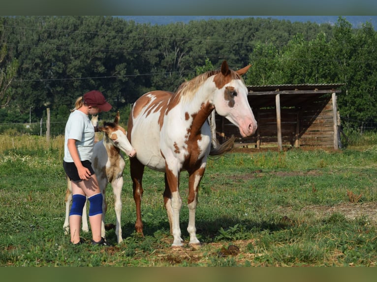 Paint Horse Étalon 1 Année 150 cm Overo-toutes couleurs in Dorog