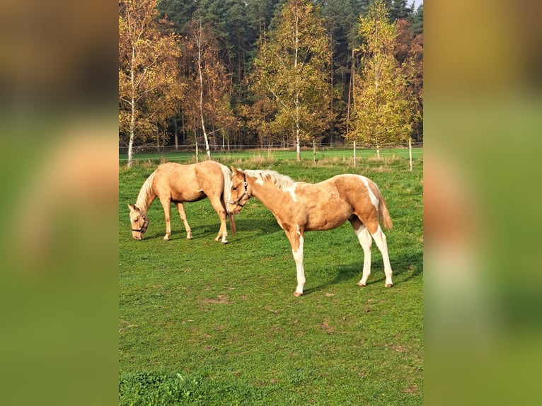 Paint Horse Étalon 1 Année 150 cm Palomino in Bindlach