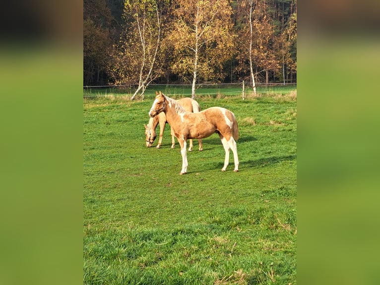 Paint Horse Étalon 1 Année 150 cm Palomino in Bindlach