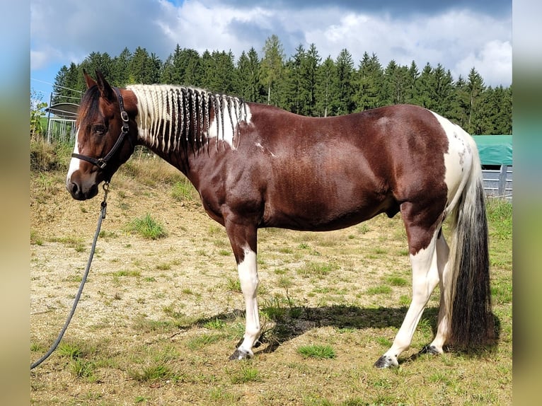 Paint Horse Étalon 1 Année 150 cm Palomino in Bindlach