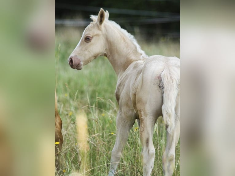 Paint Horse Étalon 1 Année 150 cm Palomino in Rödinghausen