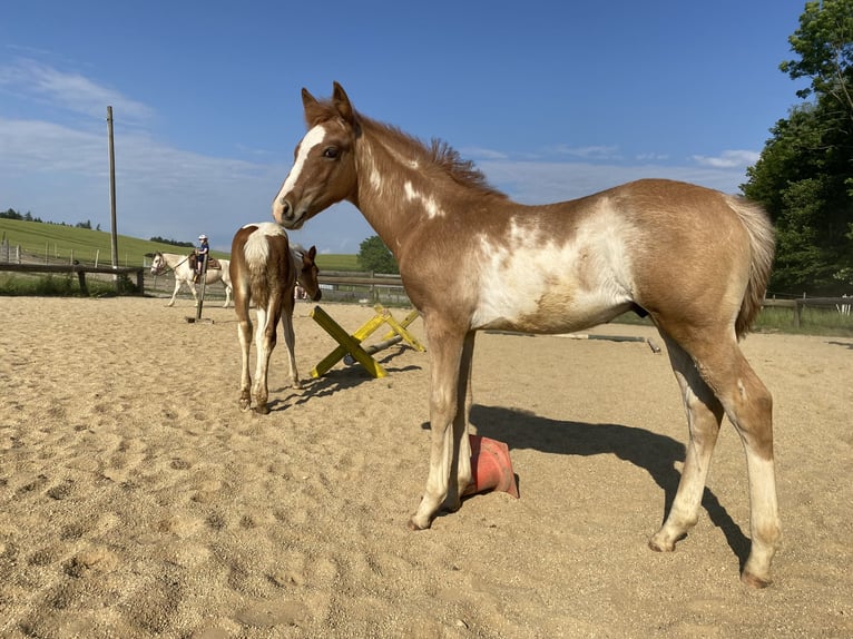 Paint Horse Étalon 1 Année 150 cm Rouan Rouge in Rottenbach