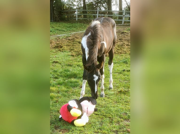 Paint Horse Étalon 1 Année 150 cm Tobiano-toutes couleurs in Alphen aan den Rijn