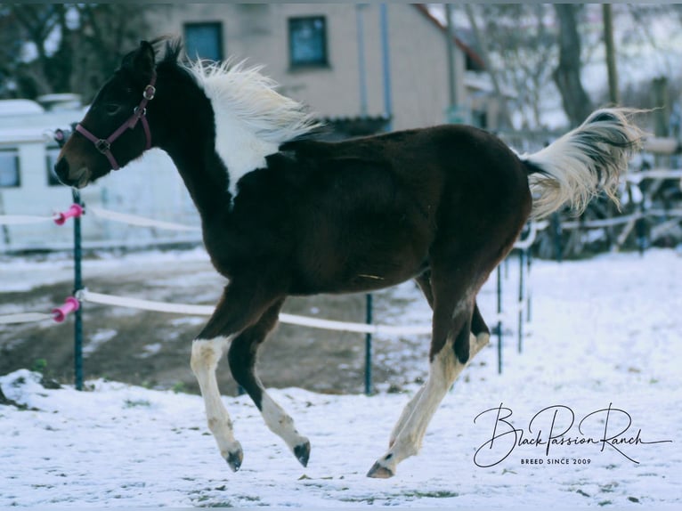 Paint Horse Étalon 1 Année 150 cm Tobiano-toutes couleurs in Mellingen