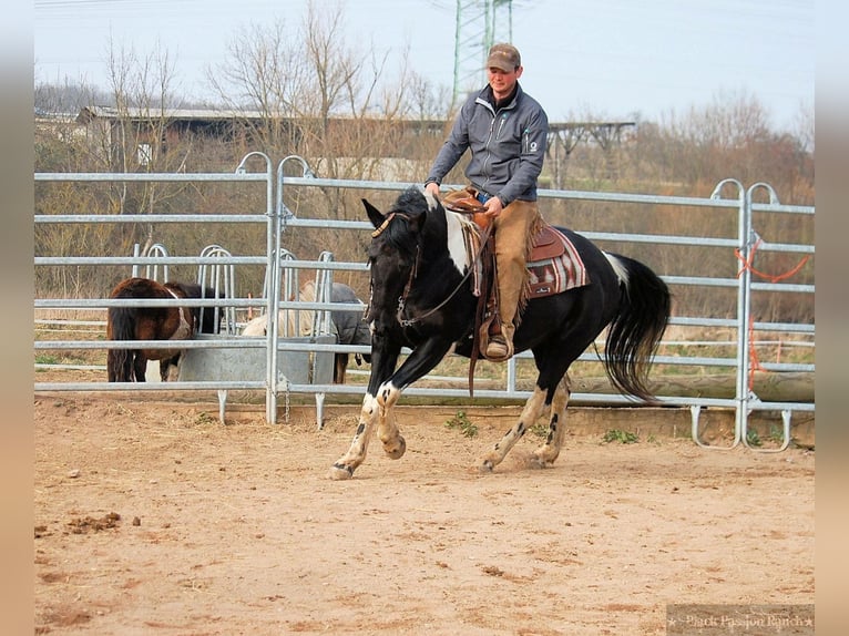 Paint Horse Étalon 1 Année 150 cm Tobiano-toutes couleurs in Mellingen