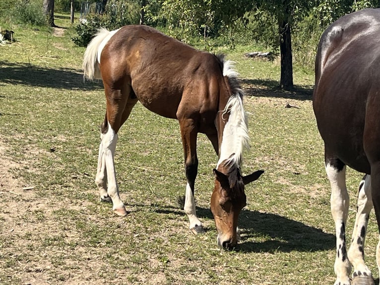 Paint Horse Étalon 1 Année 150 cm Tobiano-toutes couleurs in Mellingen