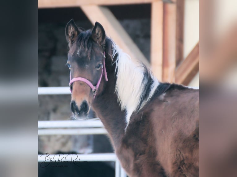 Paint Horse Étalon 1 Année 150 cm Tobiano-toutes couleurs in Mellingen