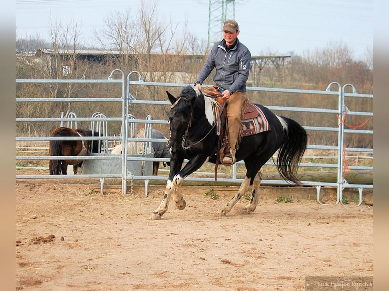Paint Horse Étalon 1 Année 150 cm in Mellingen