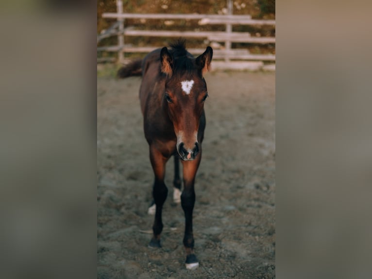 Paint Horse Étalon 1 Année 152 cm Bai in Fügenberg