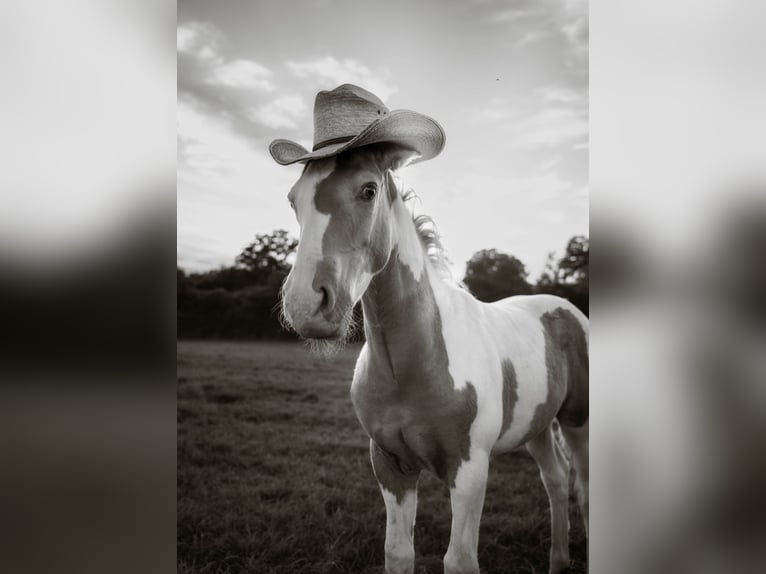 Paint Horse Croisé Étalon 1 Année 152 cm Champagne in saint jean sur erve