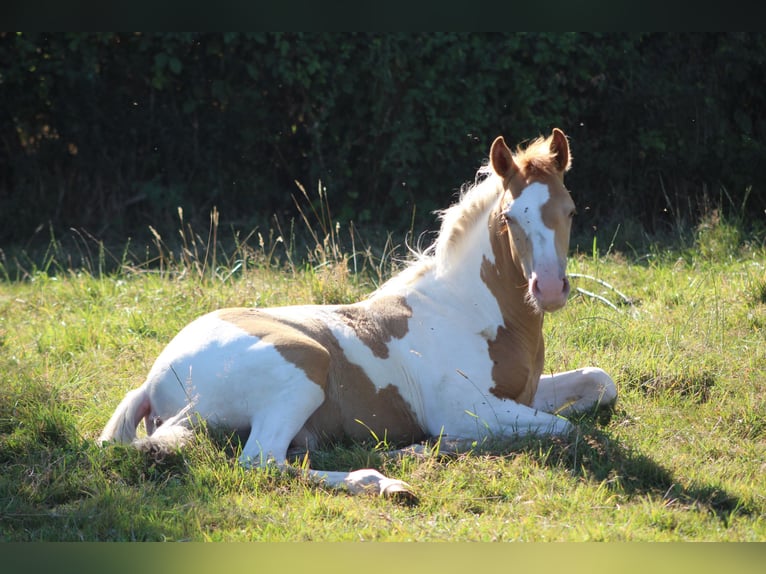 Paint Horse Croisé Étalon 1 Année 152 cm Champagne in saint jean sur erve